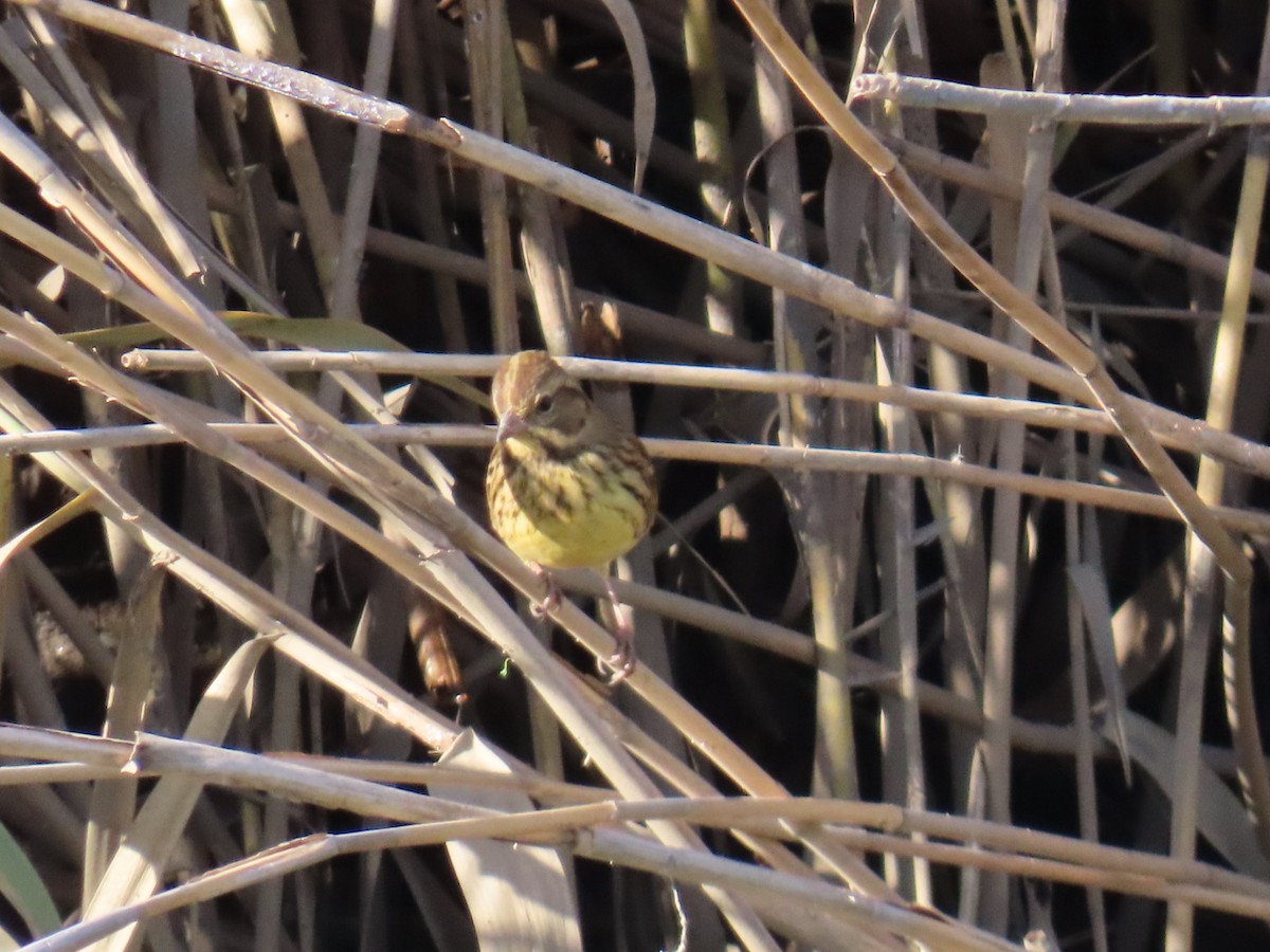 Masked Bunting - ML646503583