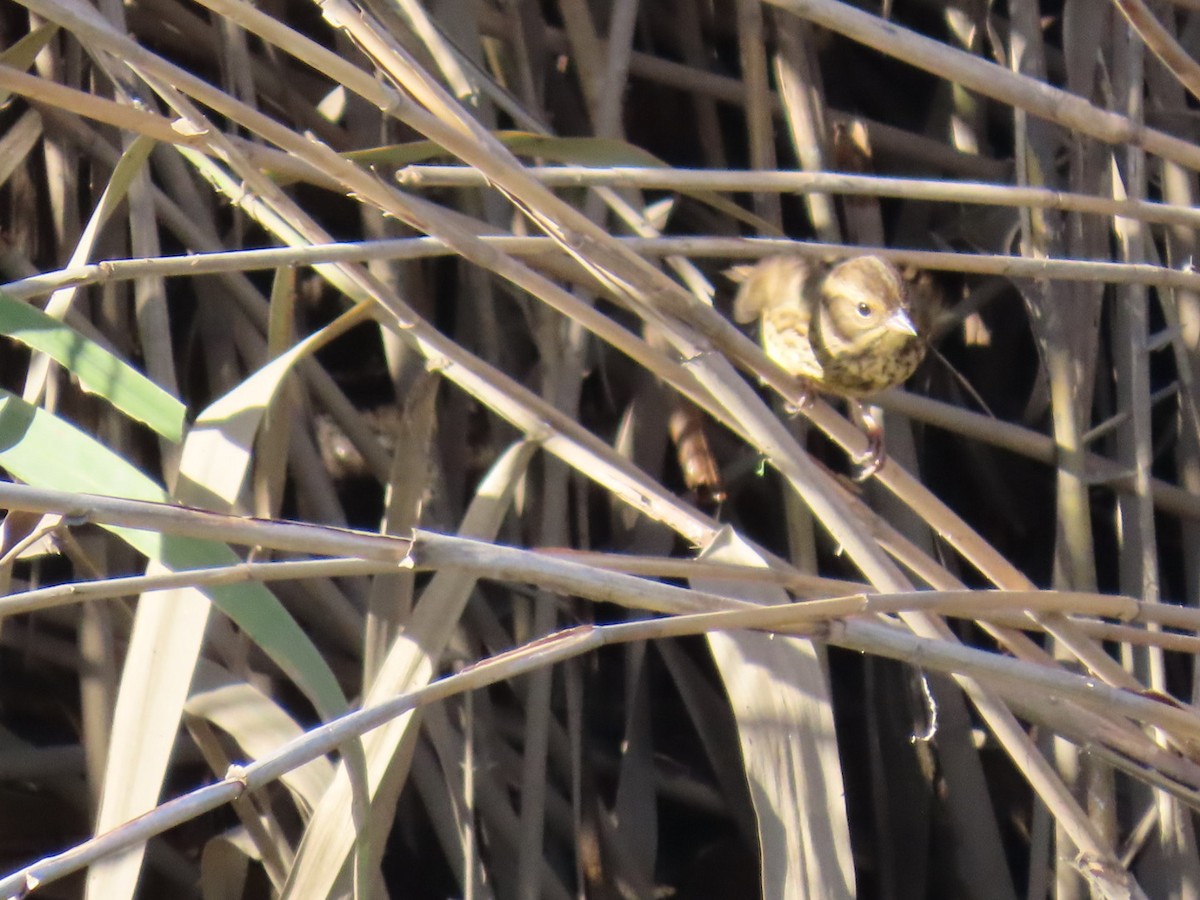 Masked Bunting - ML646503584