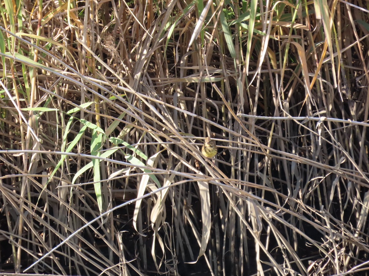 Masked Bunting - ML646503585