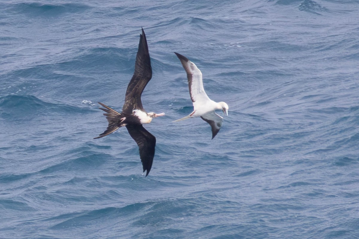 Great Frigatebird - ML646503586