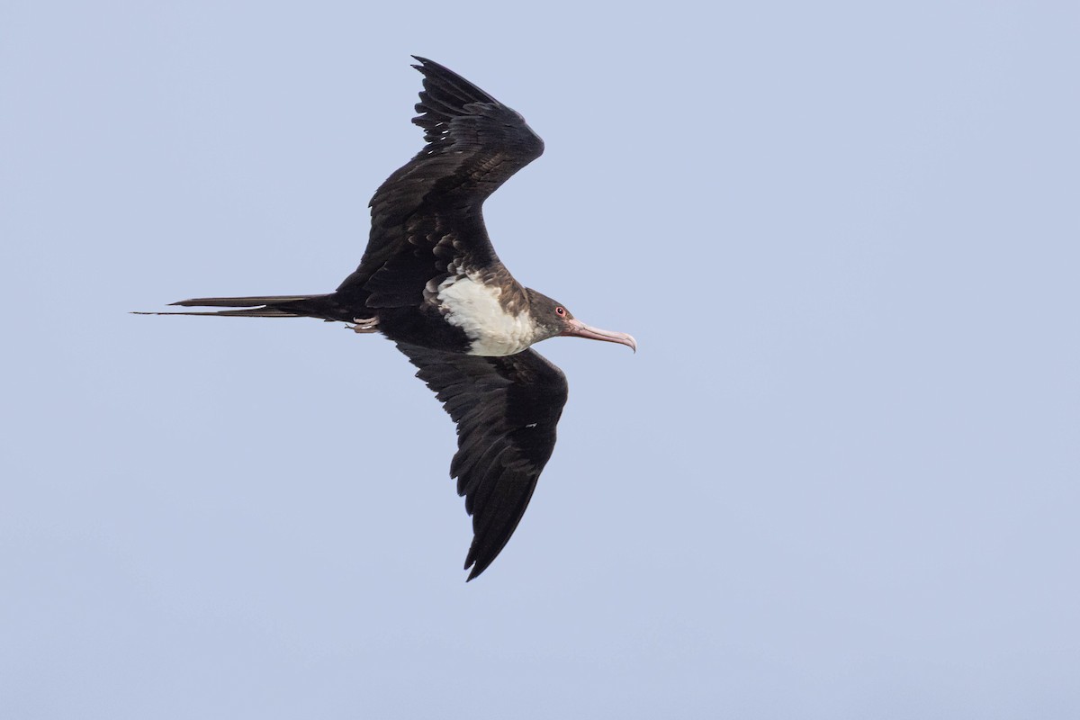 Great Frigatebird - ML646503591