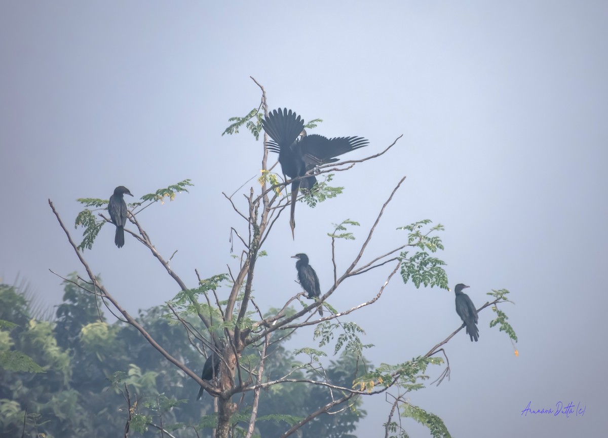 Oriental Darter - ML646503593