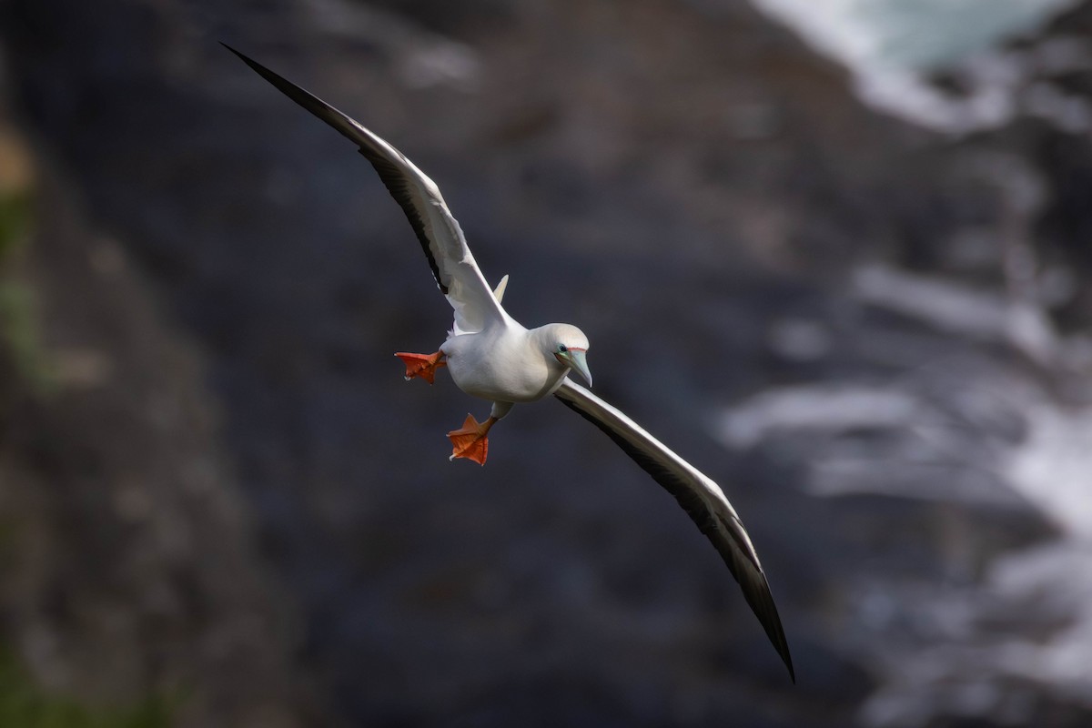 Red-footed Booby - ML646503594