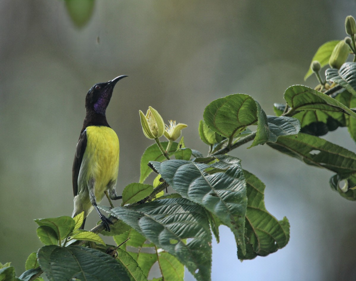 Purple-rumped Sunbird - ML646503595