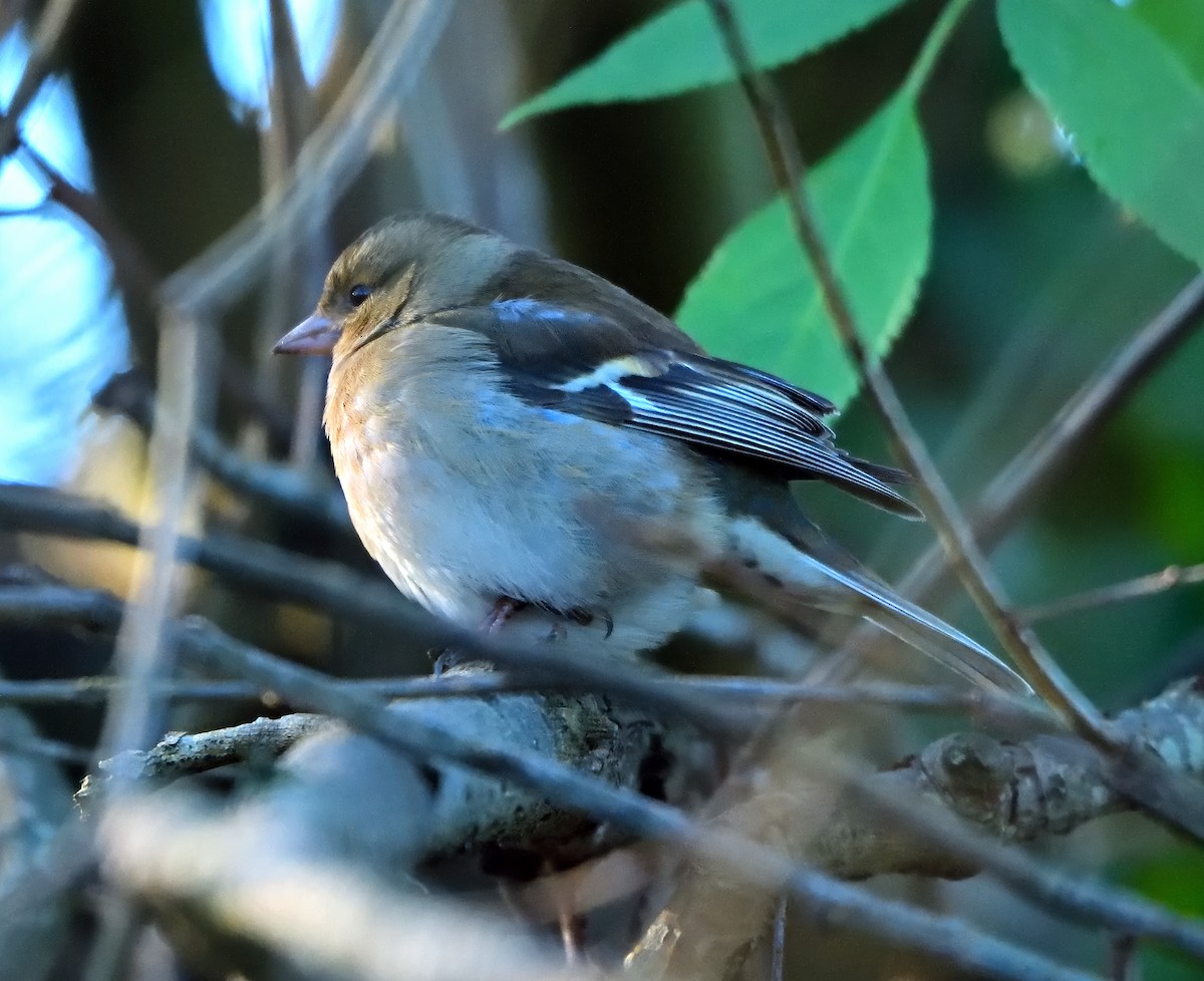 Common Chaffinch - ML646503598