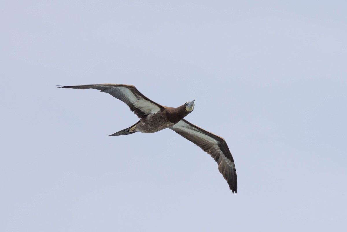 Brown Booby - ML646503599