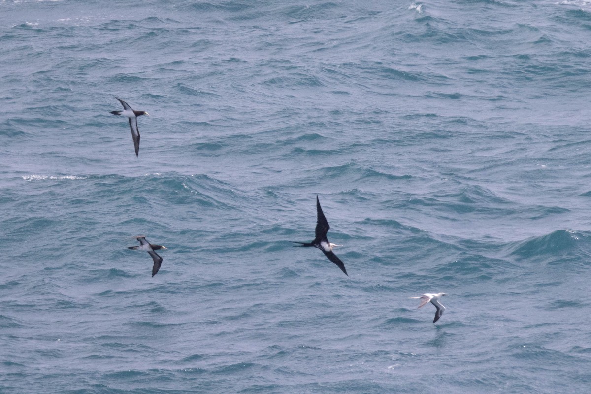 Brown Booby - ML646503600
