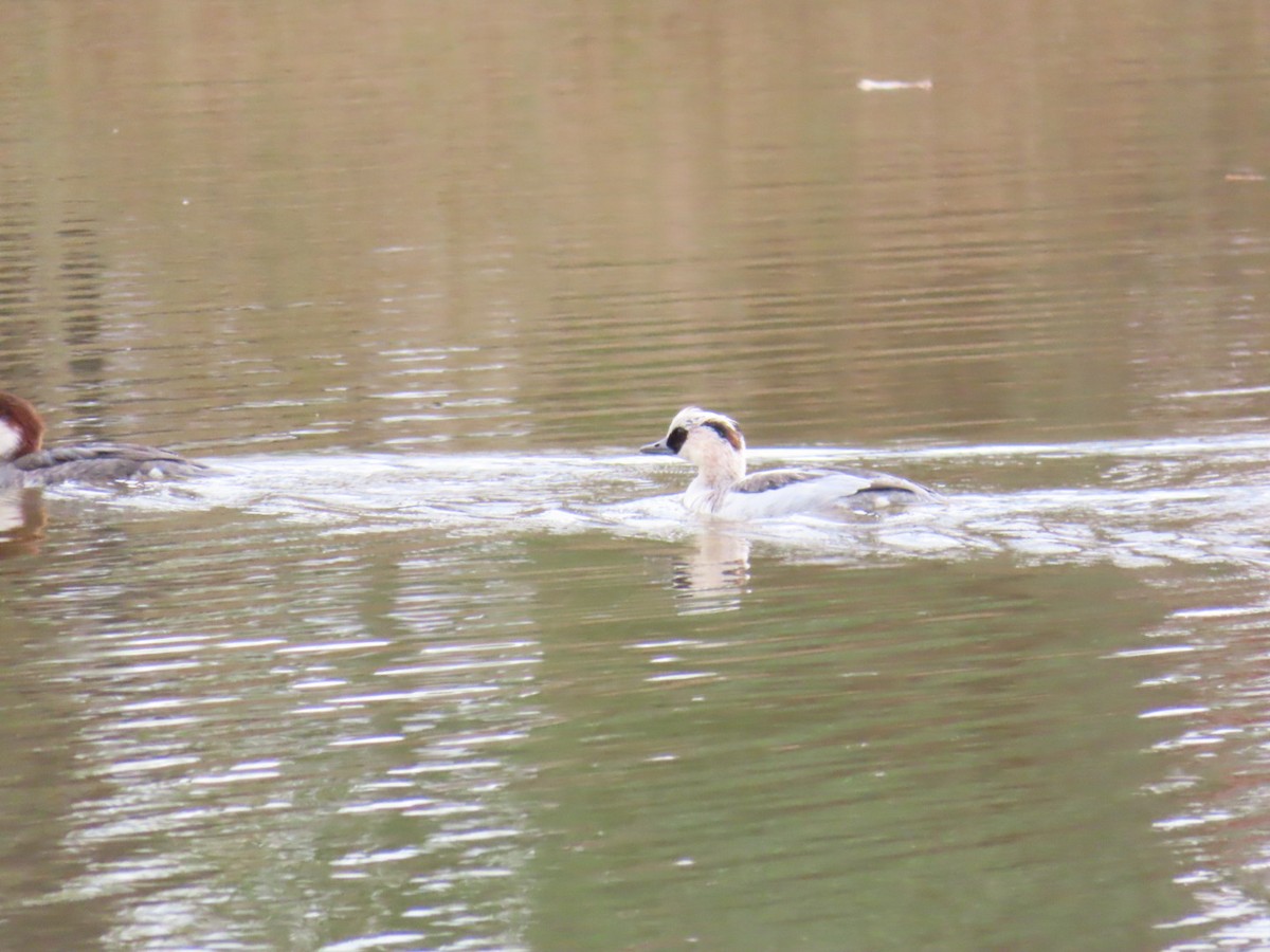 白秋沙 - ML646503602