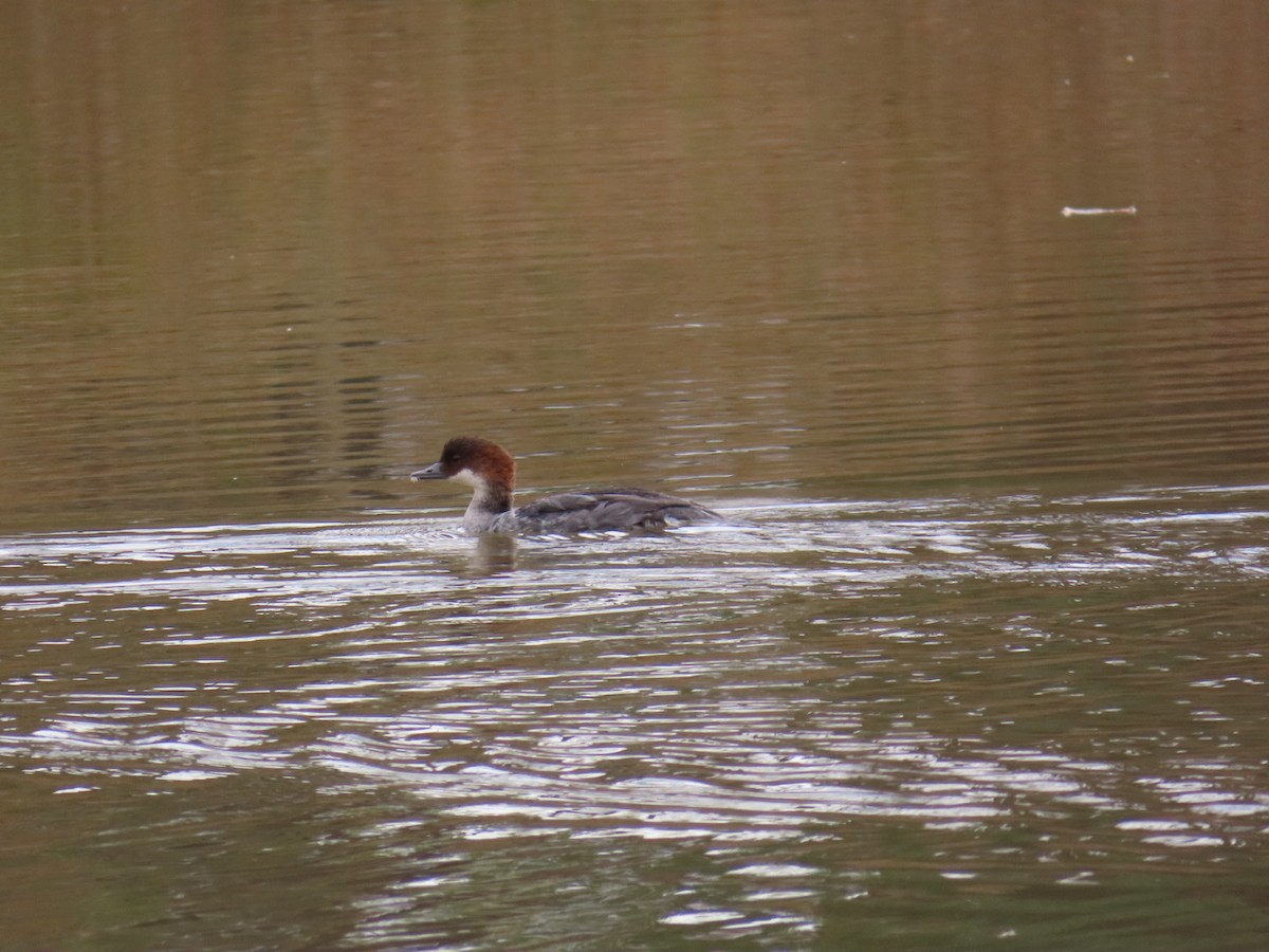 白秋沙 - ML646503603