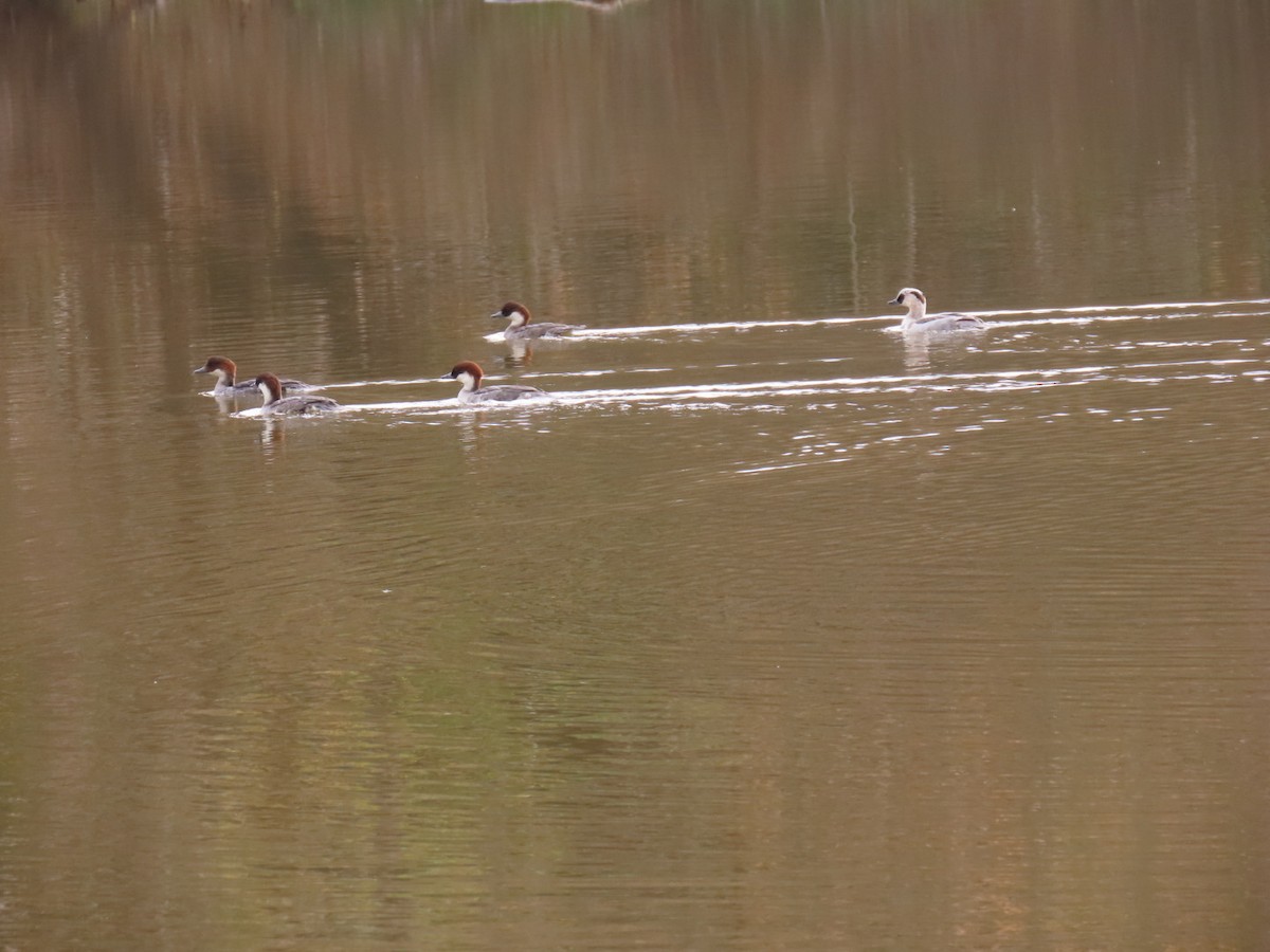 白秋沙 - ML646503605