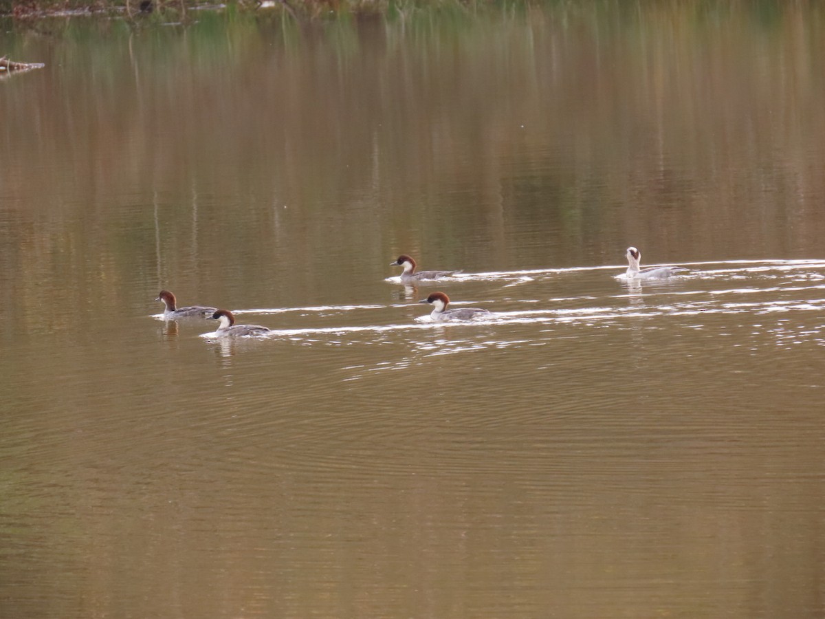 白秋沙 - ML646503606