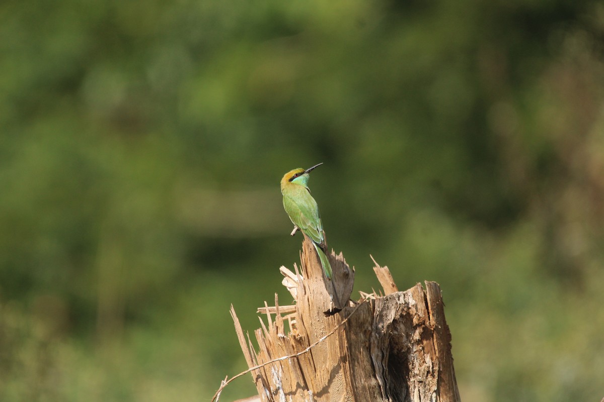 Asian Green Bee-eater - ML646503607
