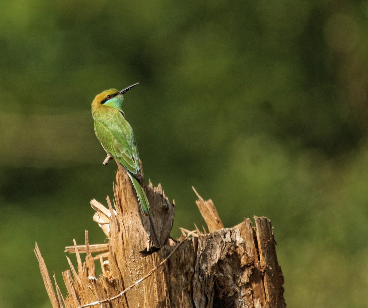 Asian Green Bee-eater - ML646503608