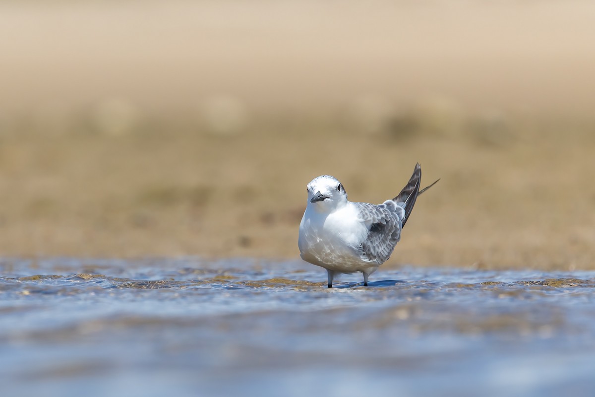 Крячок камчатський - ML646503610