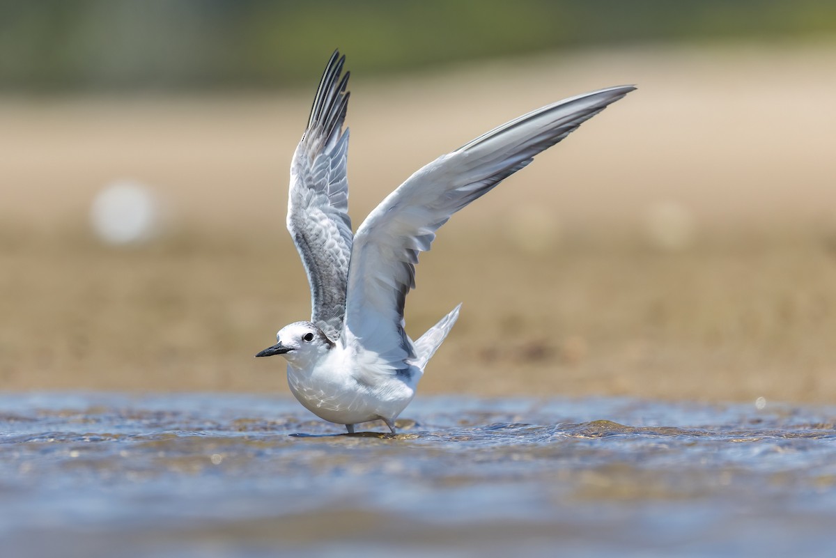 Крячок камчатський - ML646503611