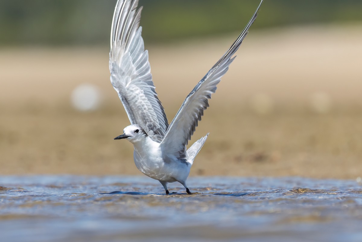 Крячок камчатський - ML646503612