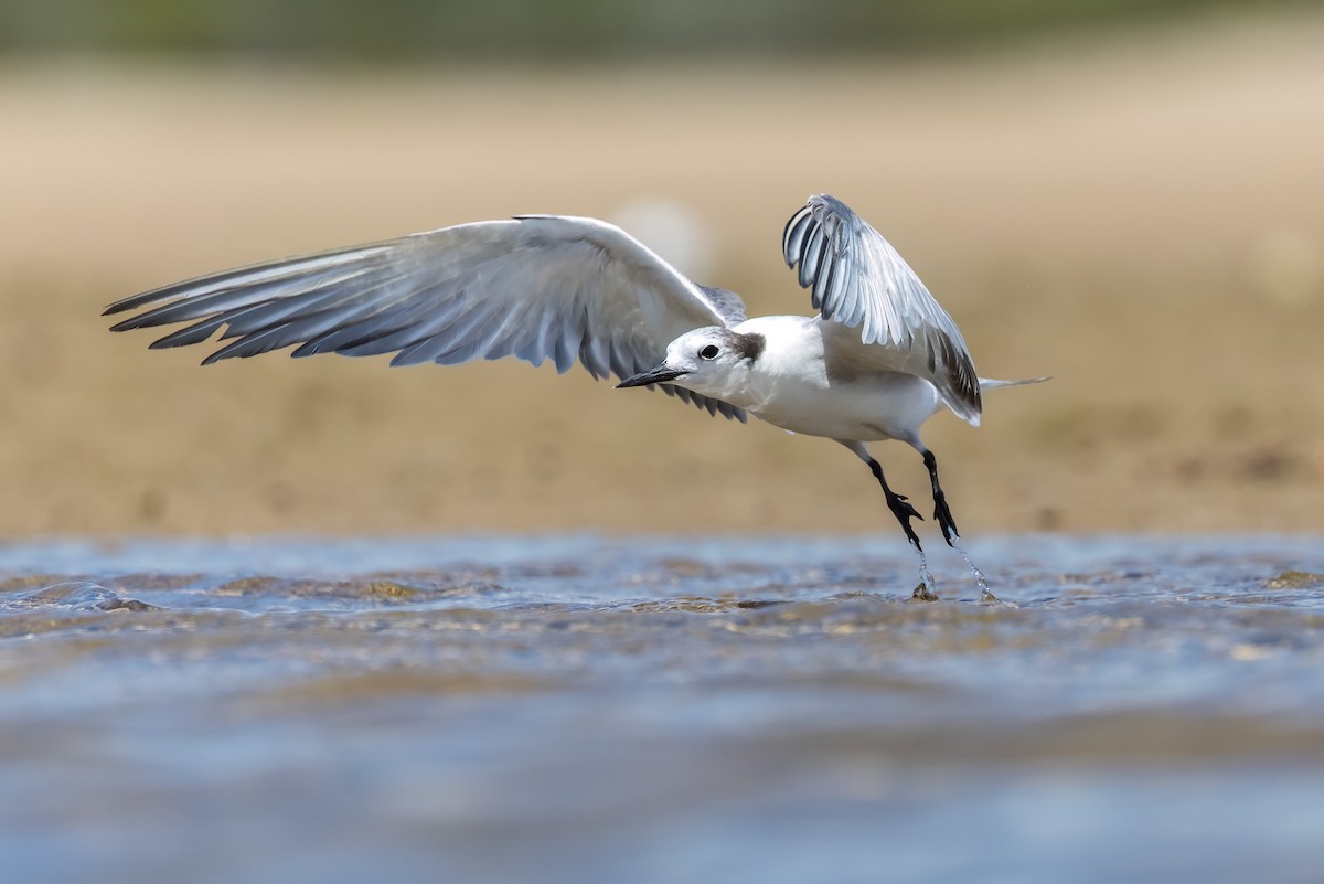 Крячок камчатський - ML646503613