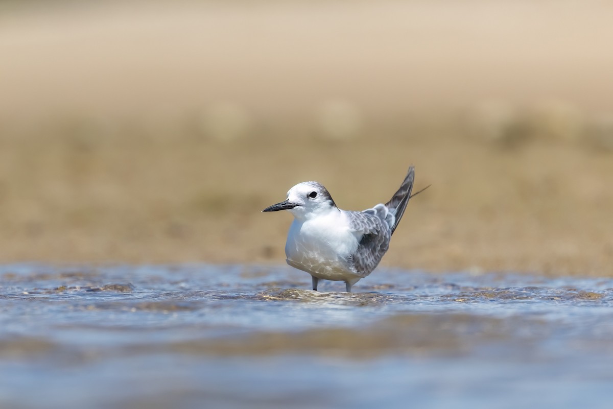 Крячок камчатський - ML646503615