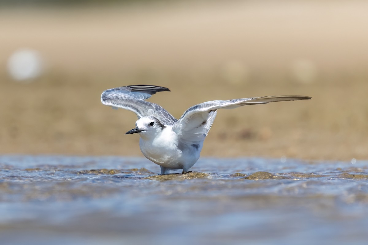 Крячок камчатський - ML646503617