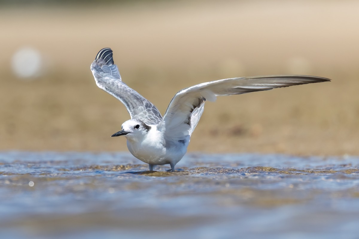 Крячок камчатський - ML646503618