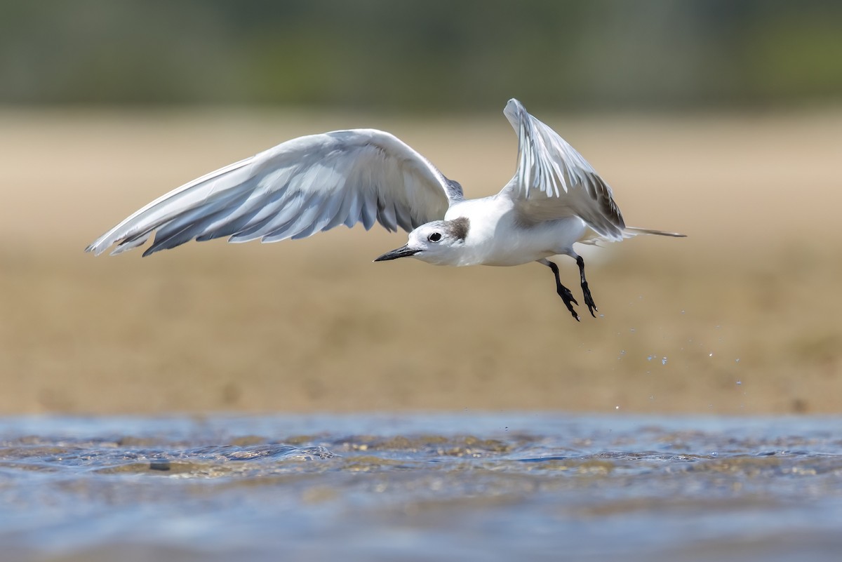 Крячок камчатський - ML646503619