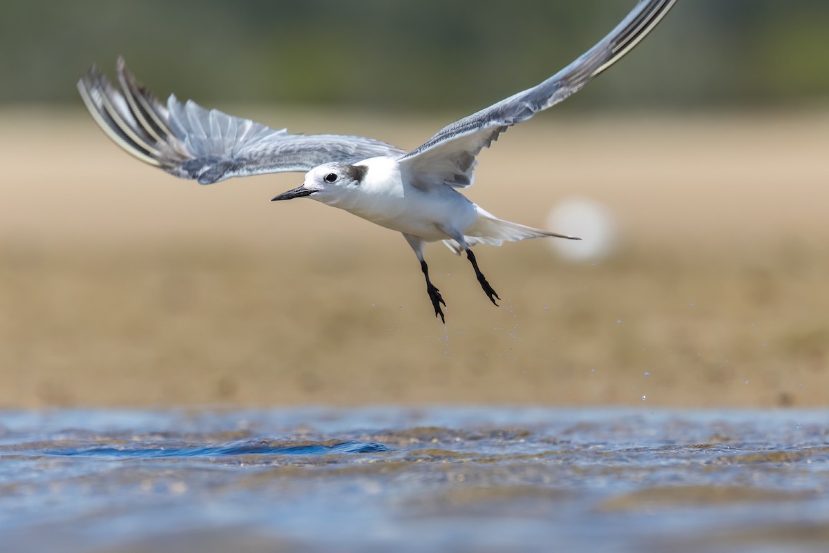 Крячок камчатський - ML646503620