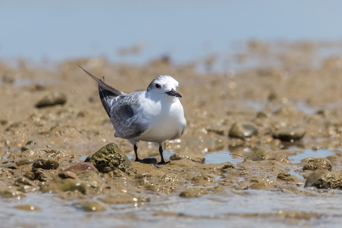 Крячок камчатський - ML646503621