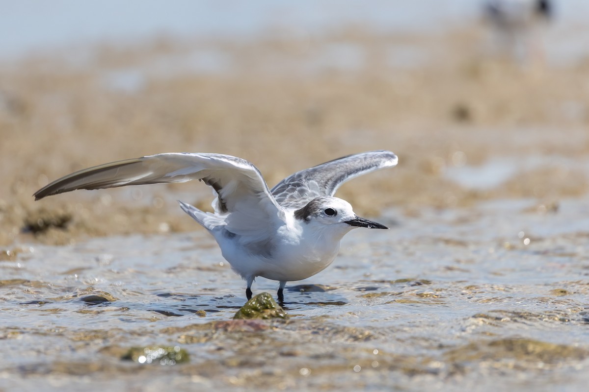 Крячок камчатський - ML646503622