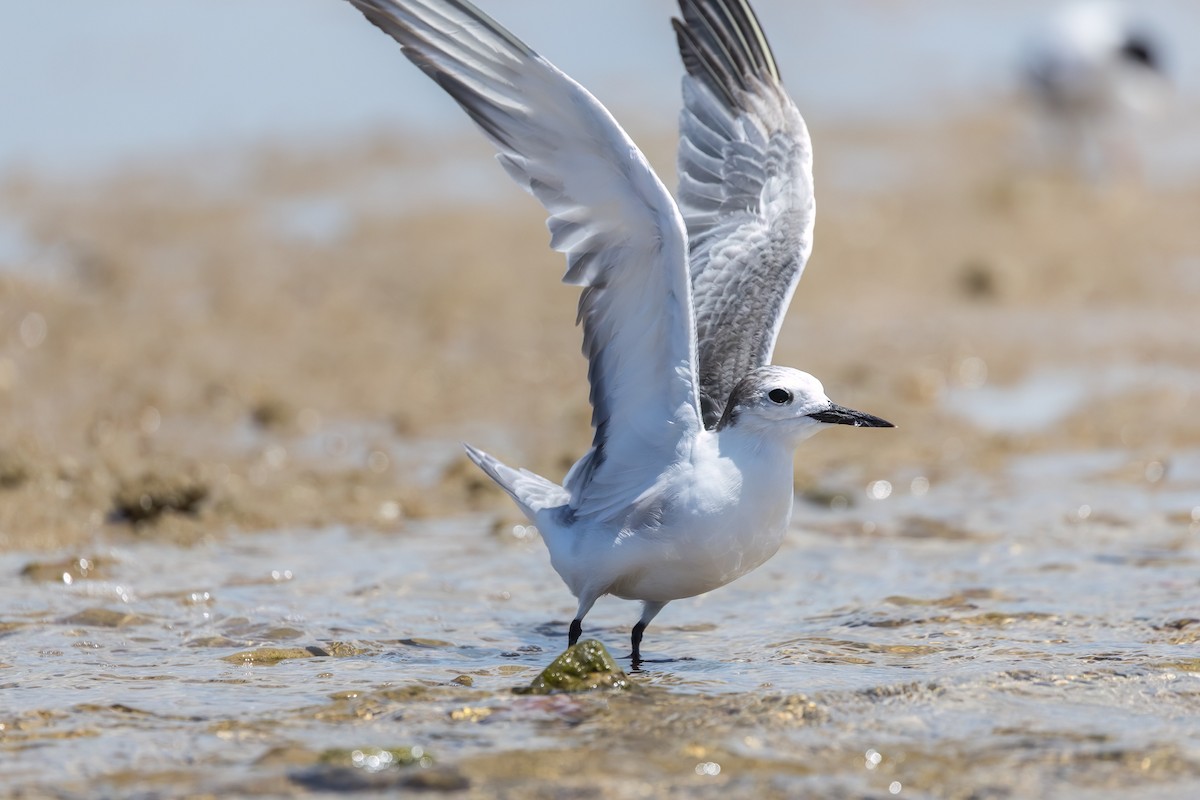 Крячок камчатський - ML646503623