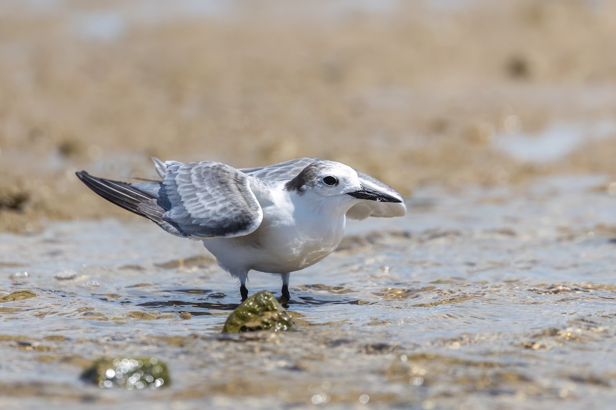 Крячок камчатський - ML646503624
