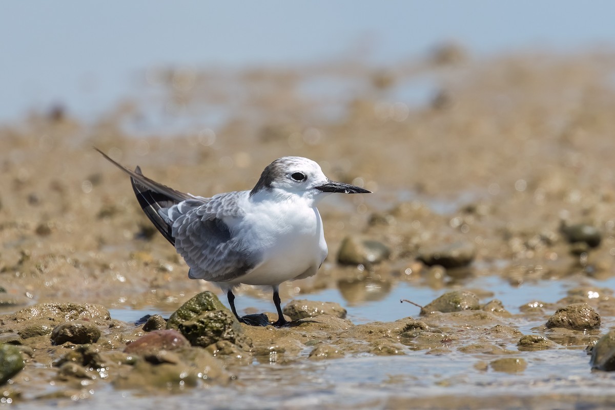 Крячок камчатський - ML646503625