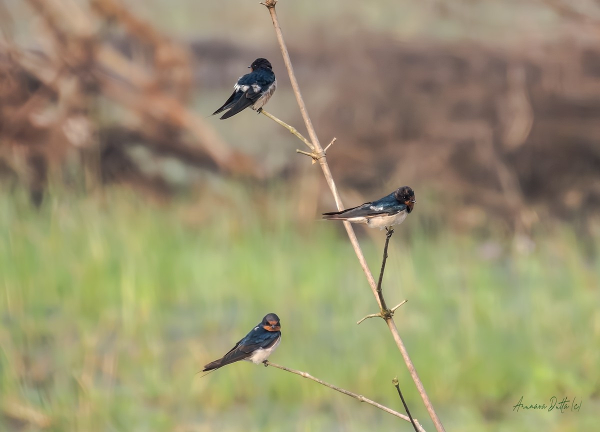 Barn Swallow - ML646503626