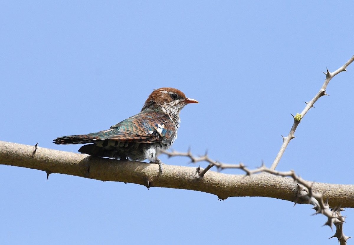 Dideric Cuckoo - ML646503627