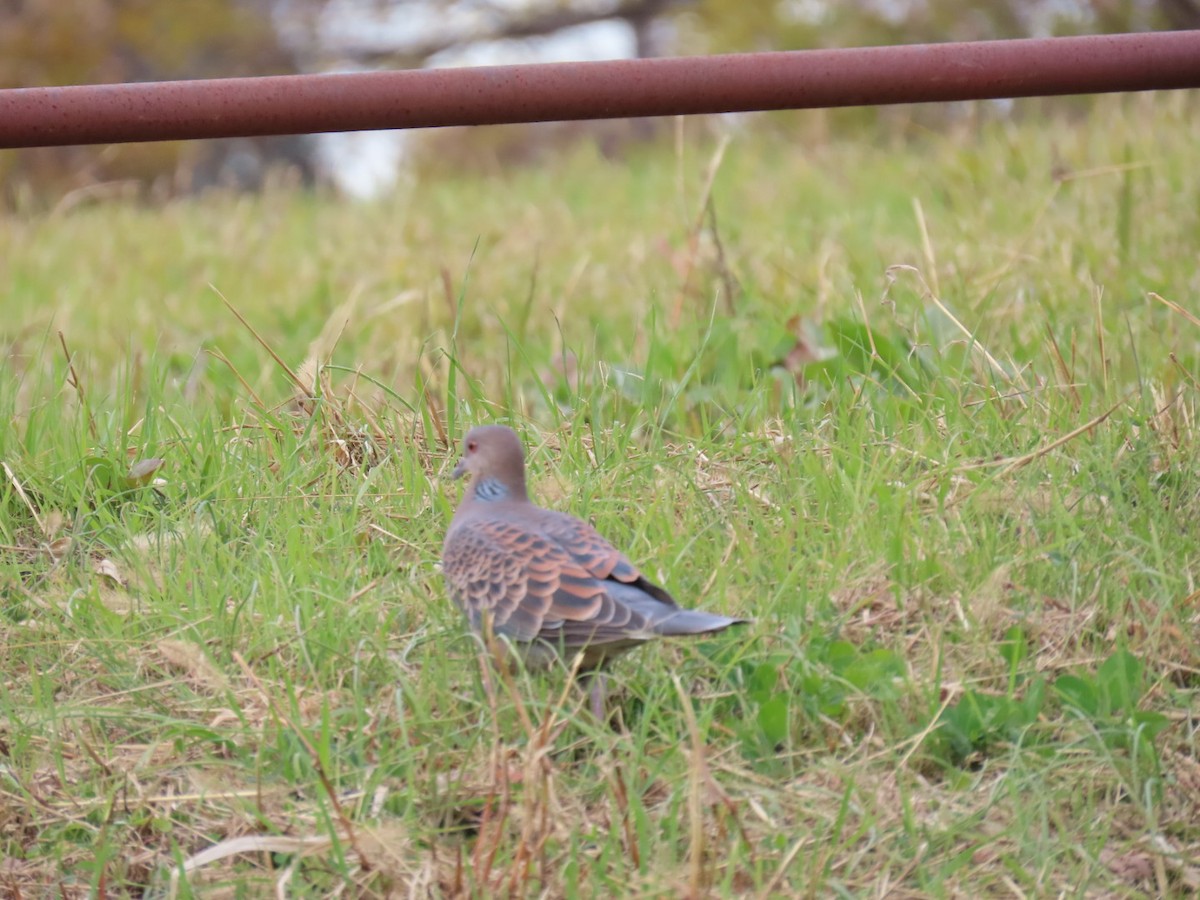 Oriental Turtle-Dove - ML646503628