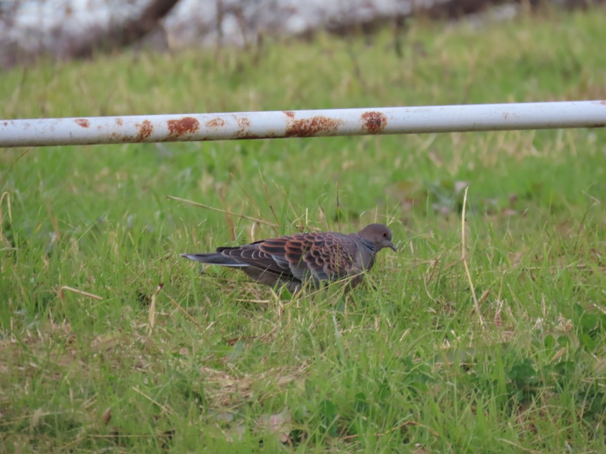 Oriental Turtle-Dove - ML646503629