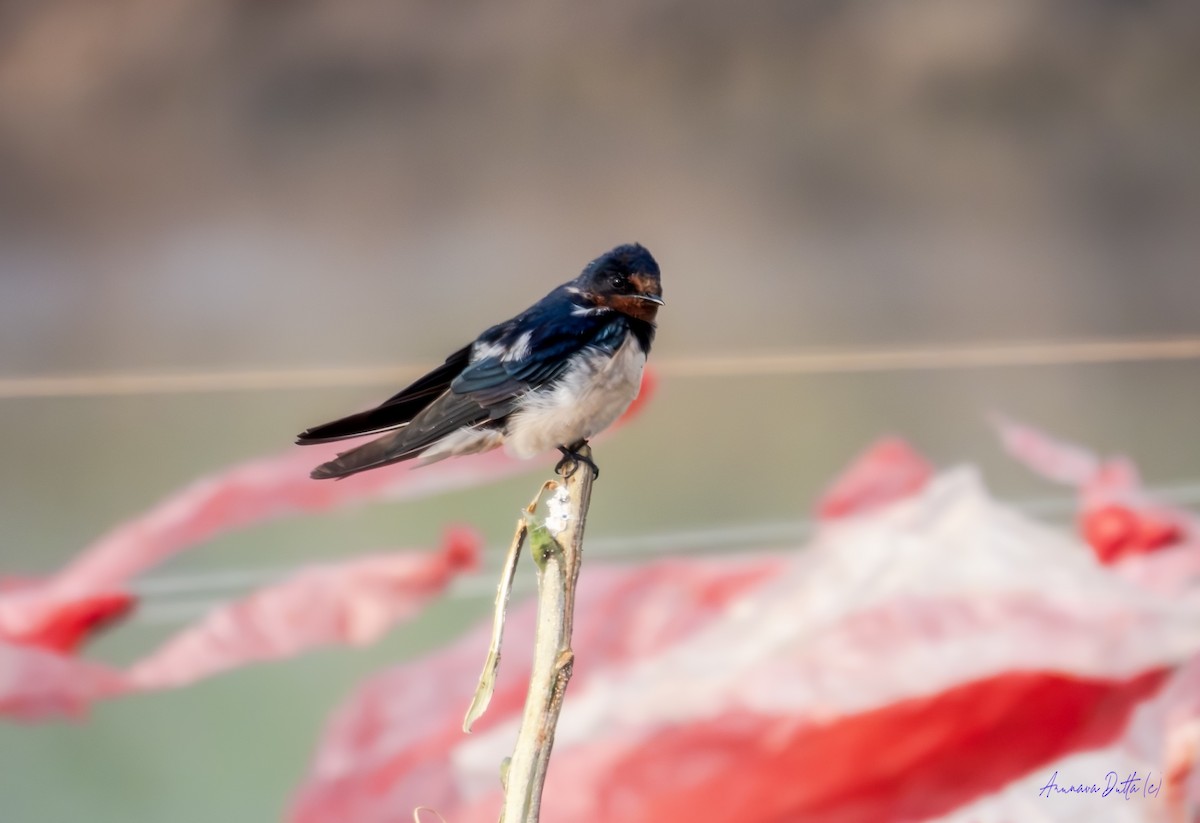 Barn Swallow - ML646503630