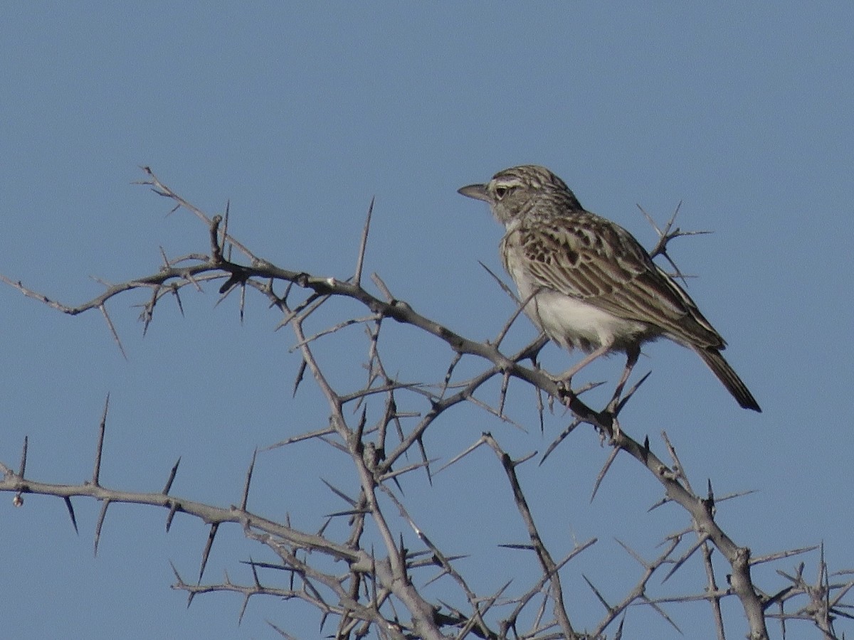 Sabota Lark - ML646503637