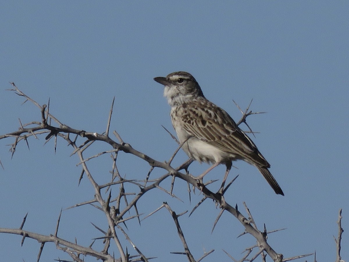 Sabota Lark - ML646503638