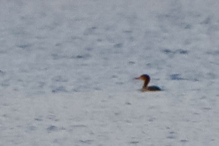 Red-breasted Merganser - ML646503639