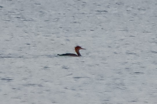 Red-breasted Merganser - ML646503640