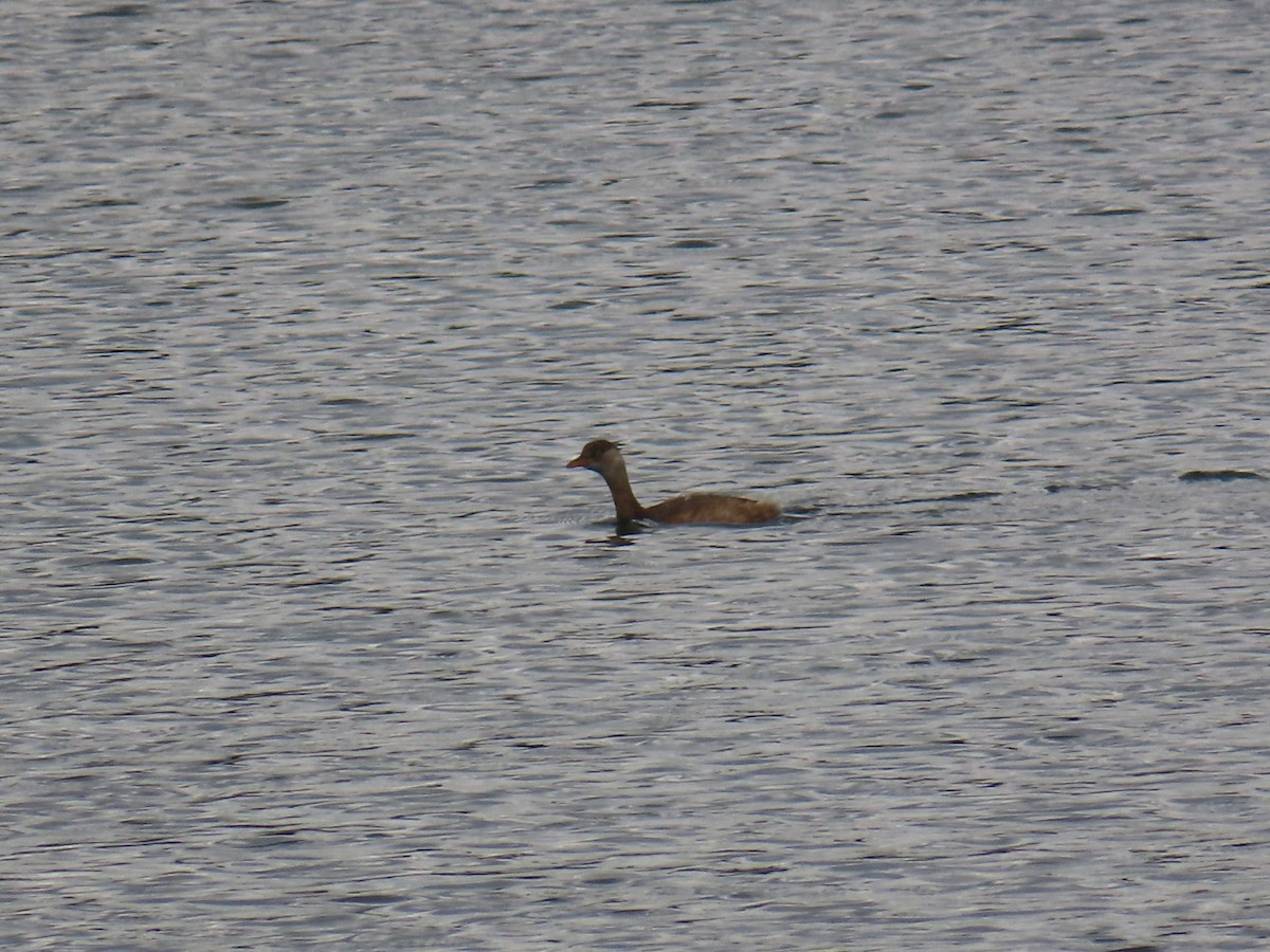 Little Grebe (Little) - ML646503641