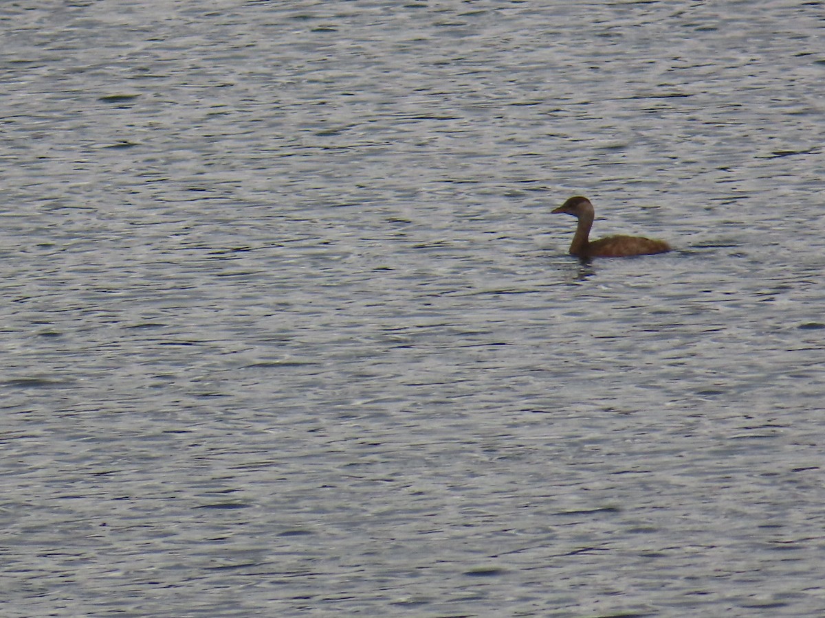 Little Grebe (Little) - ML646503642