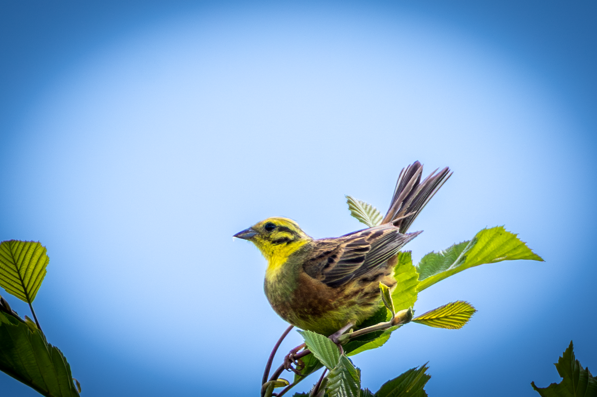 Yellowhammer - ML646503643