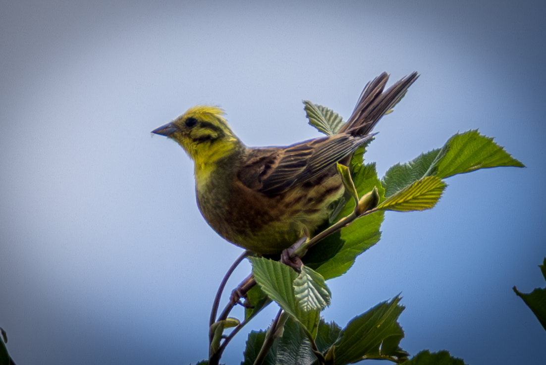 Yellowhammer - ML646503644