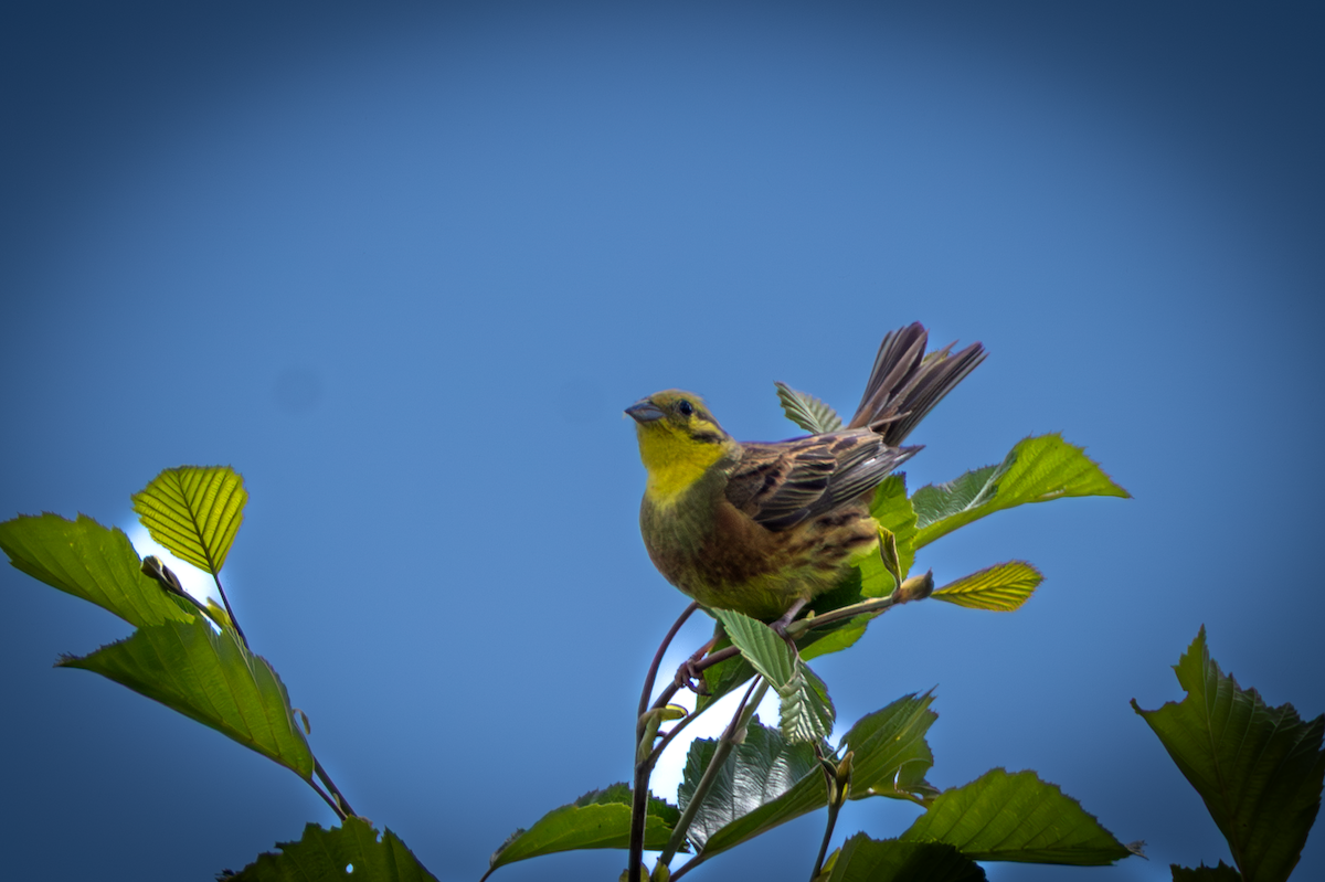 Yellowhammer - ML646503645