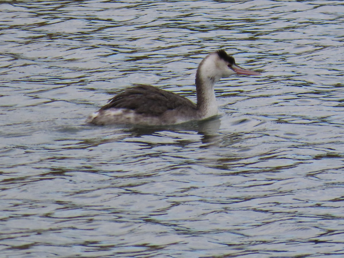 Great Crested Grebe - ML646503646