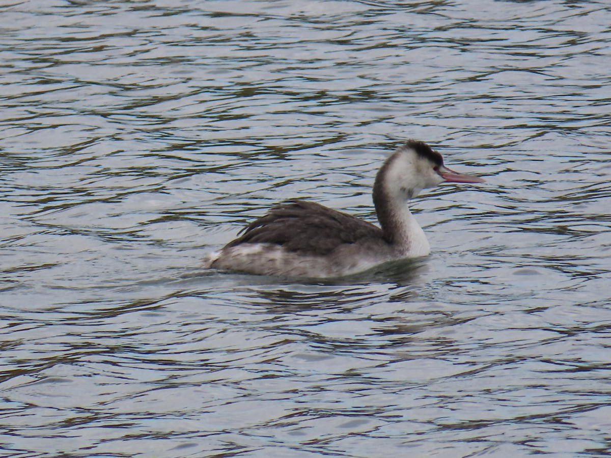 Great Crested Grebe - ML646503647