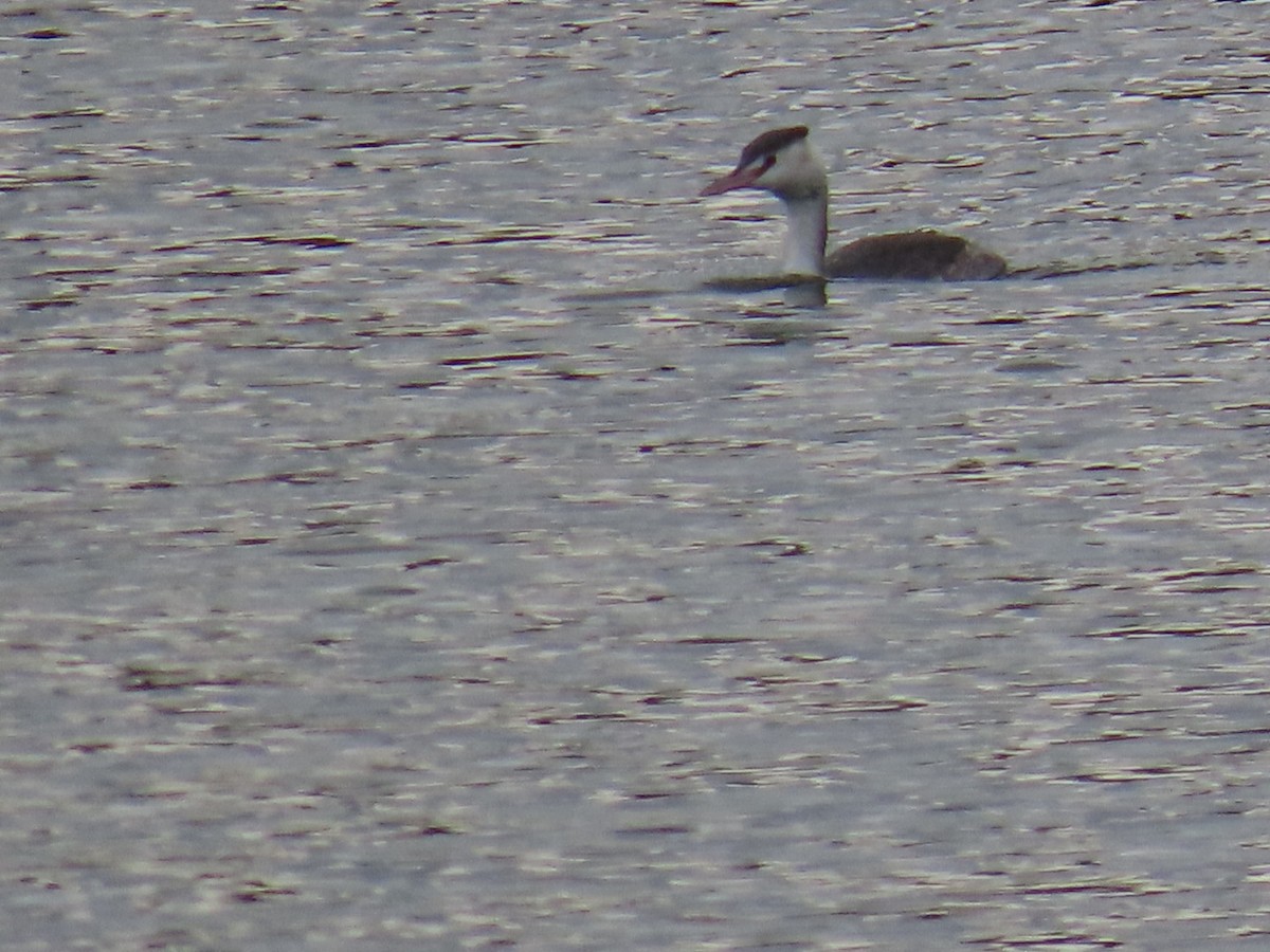 Great Crested Grebe - ML646503648