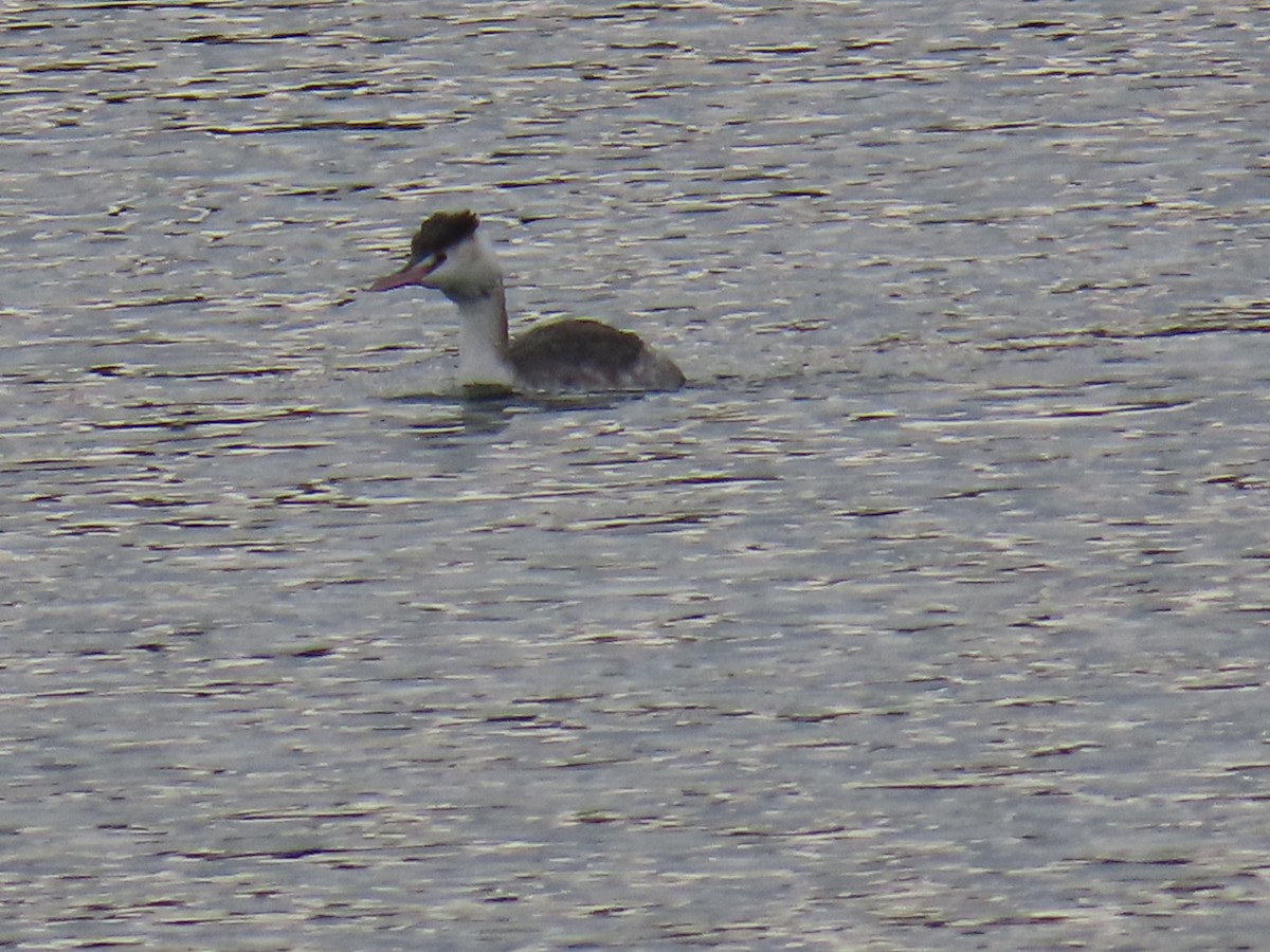 Great Crested Grebe - ML646503649