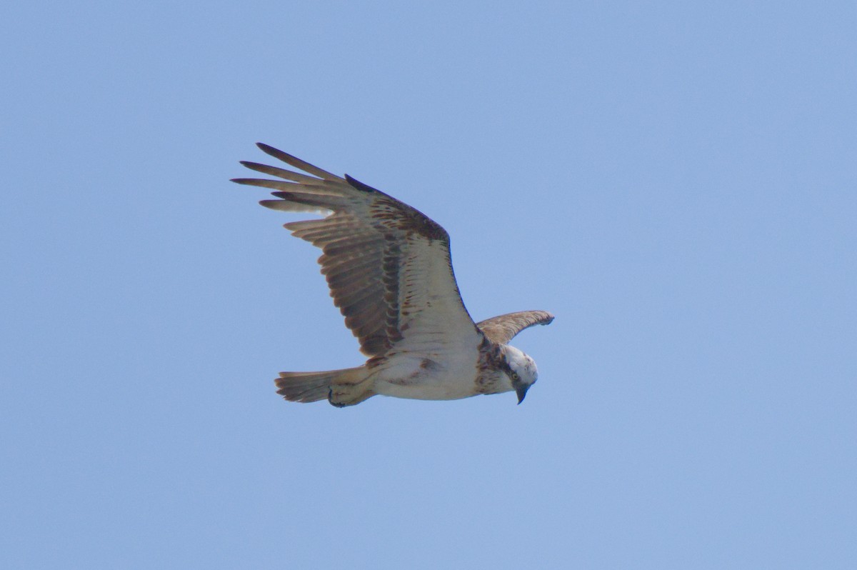 Osprey - ML646503651